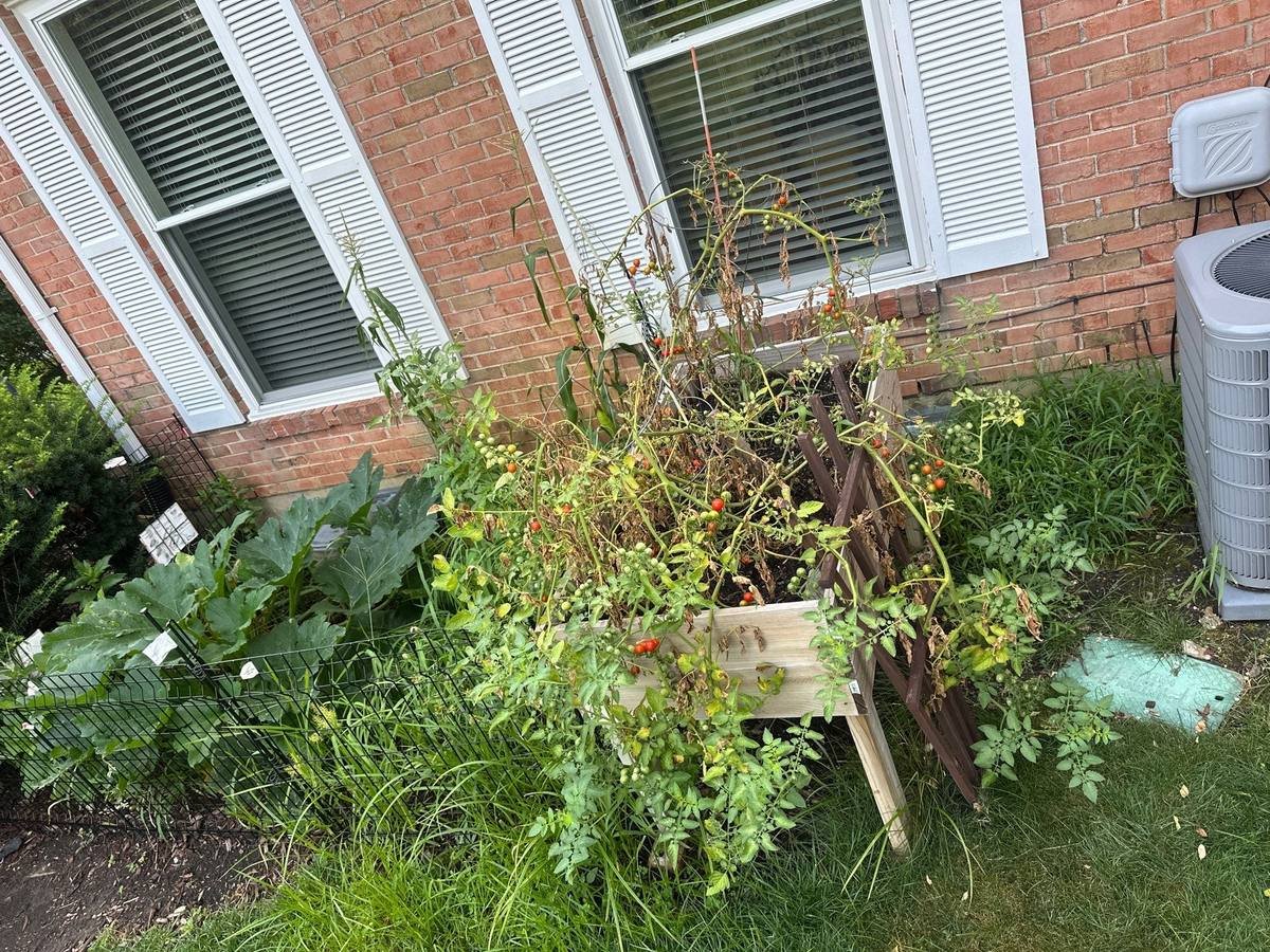 Vegetable garden with staked tomato plants and perennial beds growing directly against the brick foundation of the house below the roof drip line