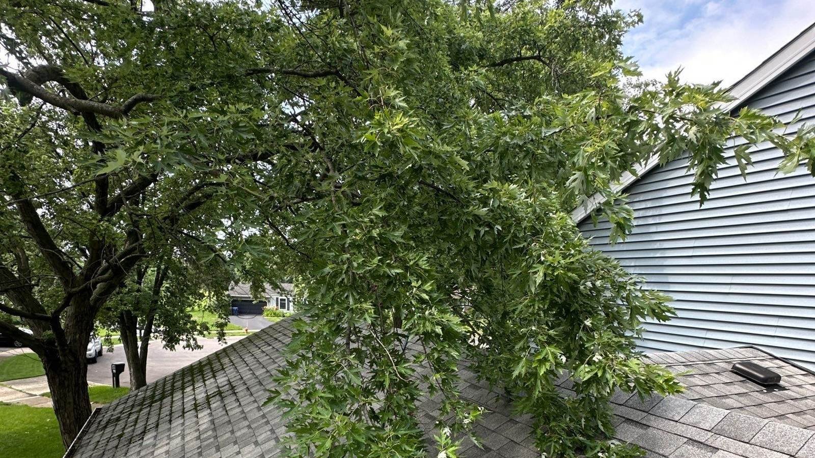 Mature tree overhanging the roofline of a Naperville, IL home during a roof and gutter service