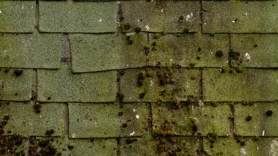 Why Roofs in Winnetka and Glencoe Develop Black Streaks Close up of black algae streaks on a residential roof shingles